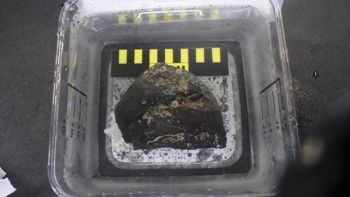 Media type: image;   Invertebrate Zoology 153105 Description: live specimen;